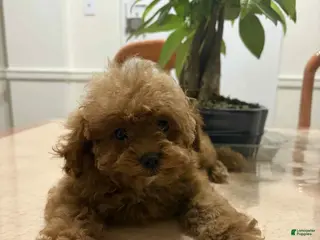 Toy Poodle dogs Jill - Ad 27
