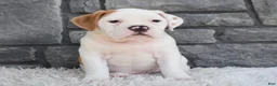 Beabull dogs for sale: Abby - Ad 3