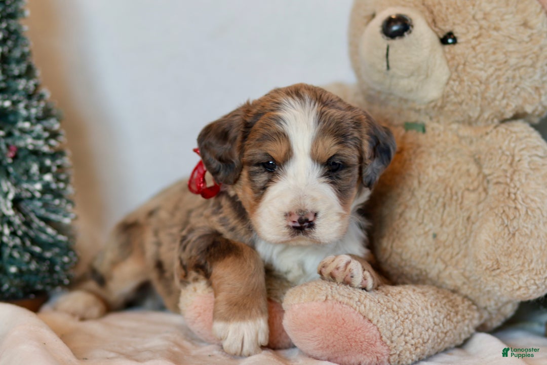 Bernedoodle dogs for sale: Winter - Ad 2