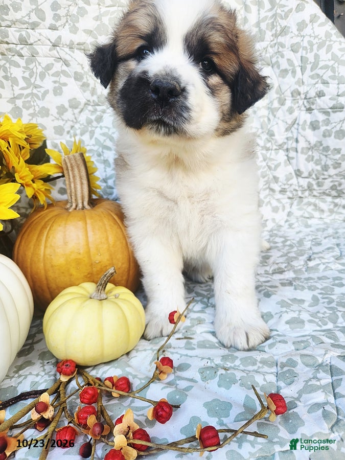 Saint Bernard dogs for sale: Molly - Ad 2