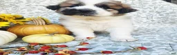Saint Bernard dogs for sale: Molly - Ad 2