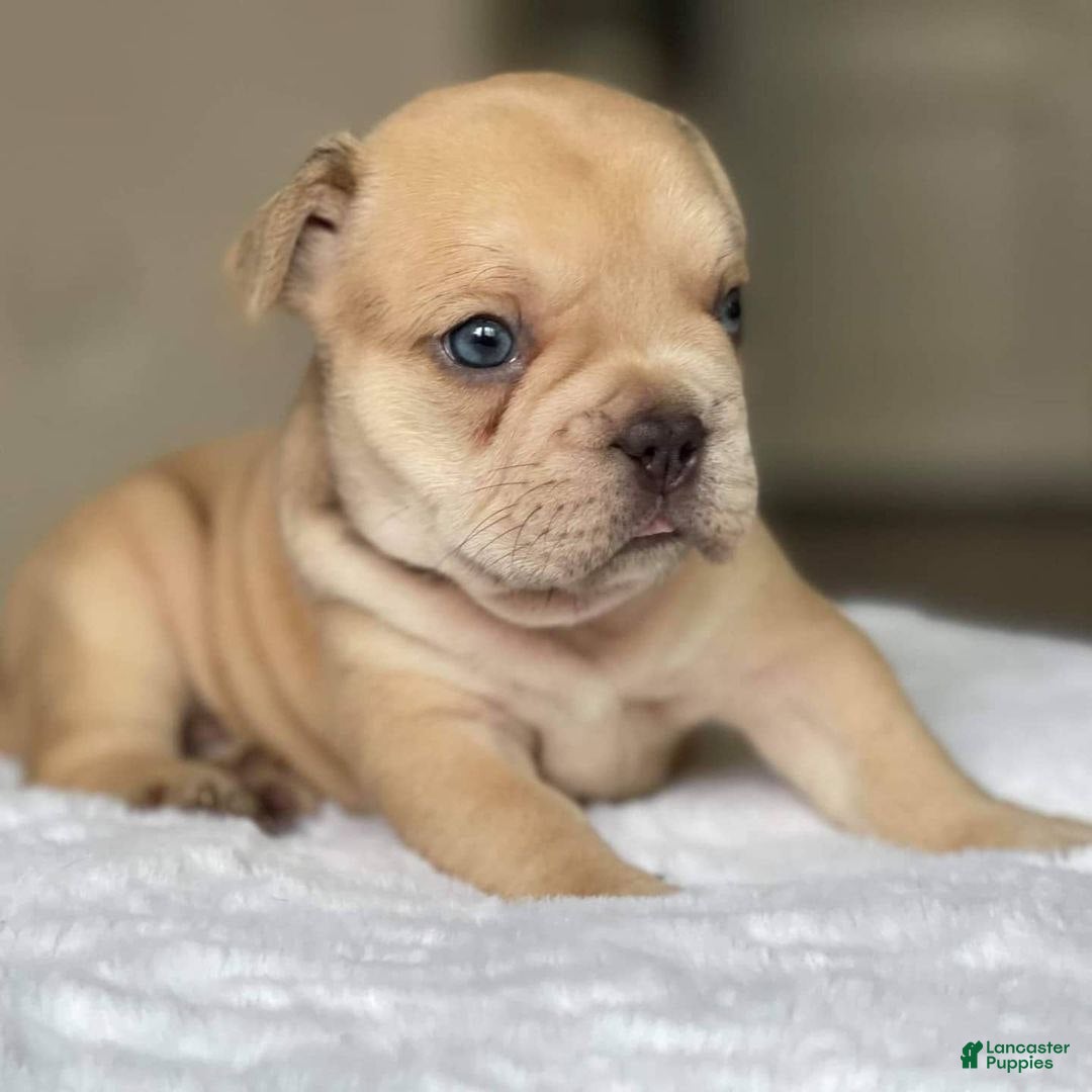 French Bulldog dogs for sale: Loli - Ad 6