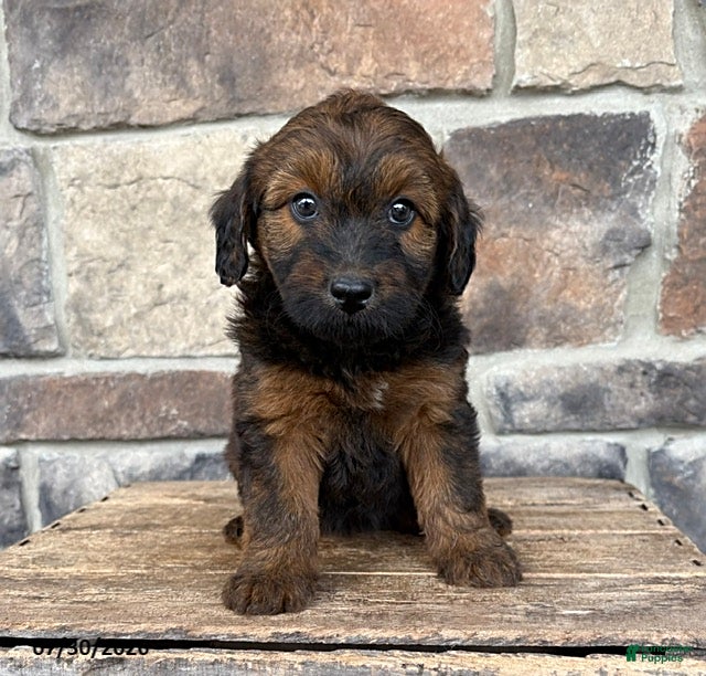Whoodle dogs for sale: Mia - Ad 3
