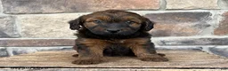 Whoodle dogs for sale: Mia - Ad 1