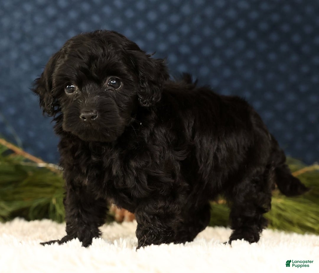 Havapoo dogs for sale: Wendy - Ad 9