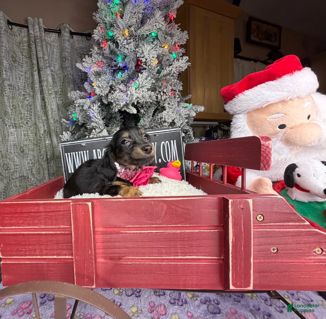 Miniature Dachshund dogs for sale: AKC Russian pra clear - Ad 10