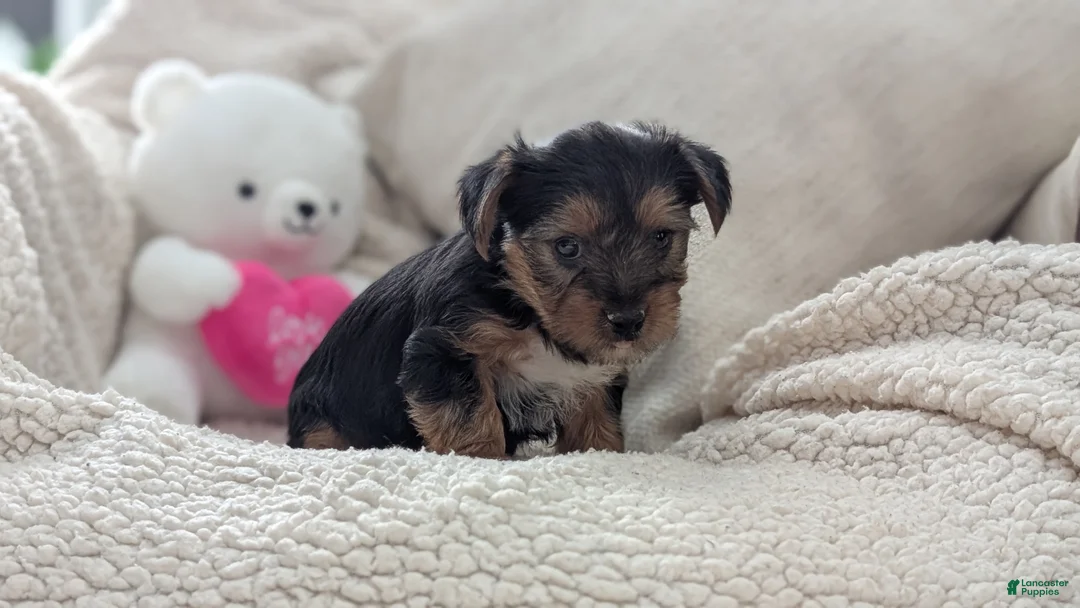 Yorkshire Terrier dogs for sale: Angel - Ad 6