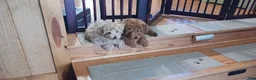 Maltipoo dogs for sale: Jack - Ad 5