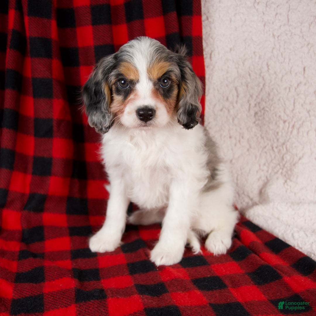 Cavapoo dogs for sale: Nala - Ad 1