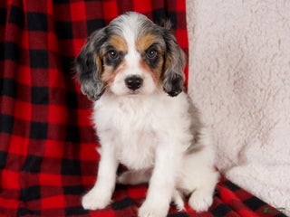 Cavapoo dogs Nala - Ad 14