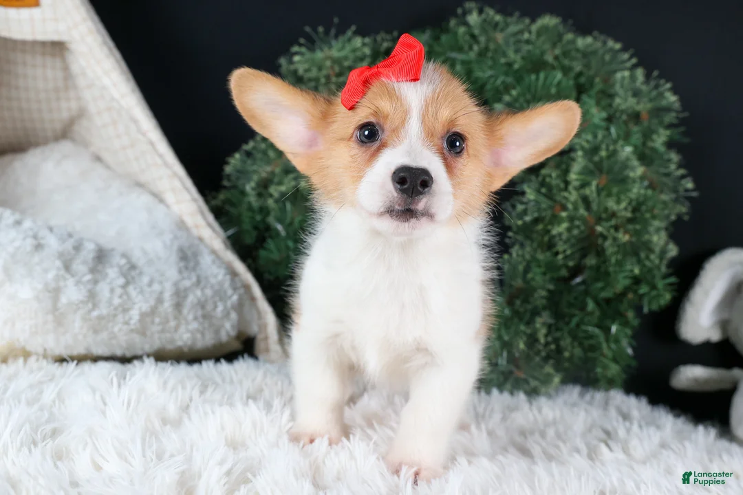 Welsh Corgi Pembroke dogs for sale: Irwin - Ad 13