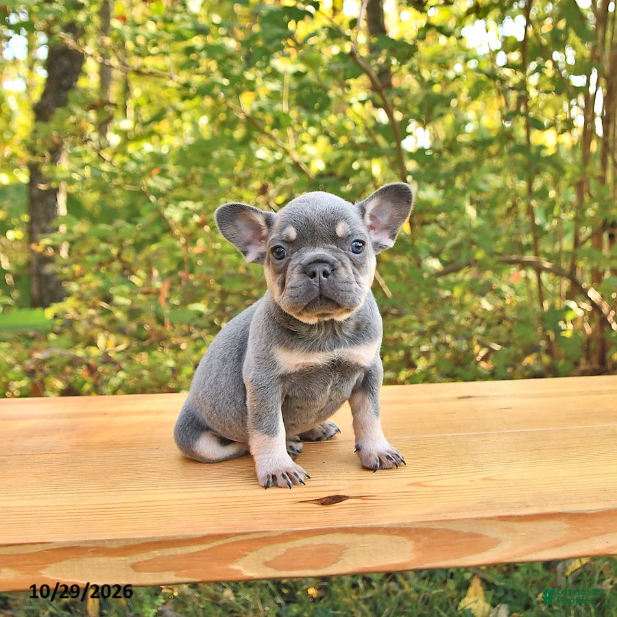French Bulldog dogs for sale: Allie - Ad 2