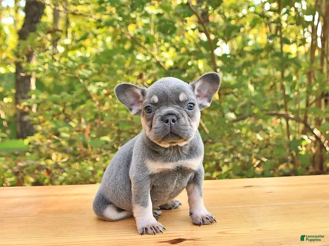 French Bulldog dogs for sale: Allie - Ad 2