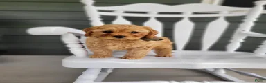 Cavapoo Puppy 2