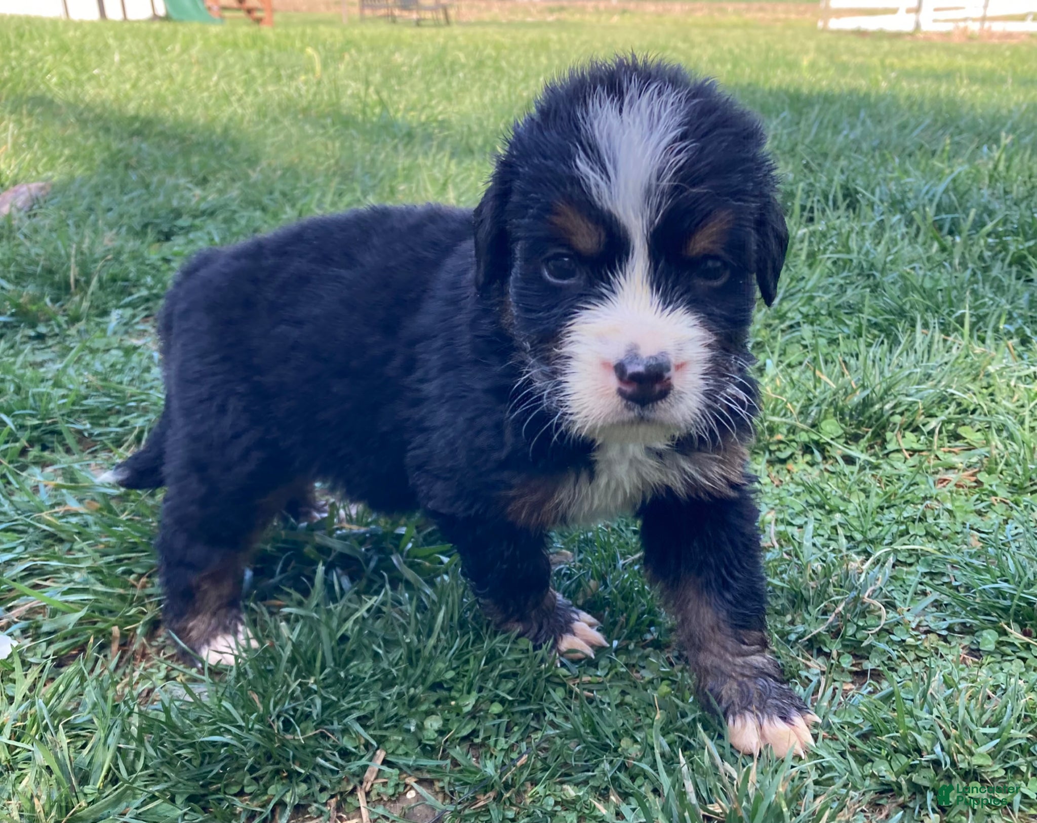 Bernese Mountain Dog dogs Smudge - Ad 2