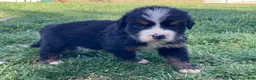 Bernese Mountain Dog dogs for sale: Smudge - Ad 8