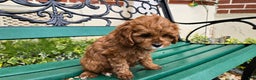 Cavapoo dogs for sale: Jill - Ad 9