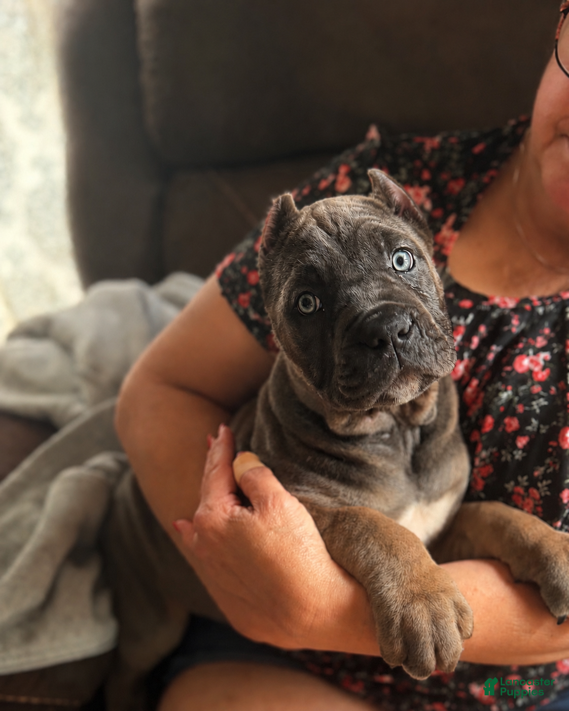 Cane Corso dogs Cane Corso Puppy 4 - Ad 39