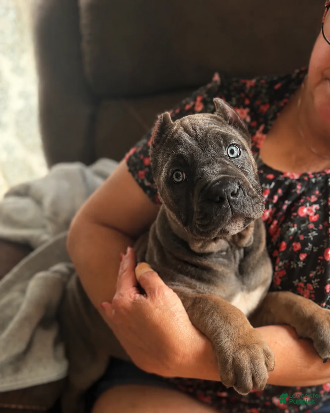 Cane Corso dogs for sale: Cane Corso Puppy 3 - Ad 10