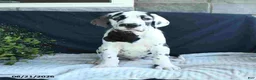Great Dane dogs for sale: Chase - Ad 10
