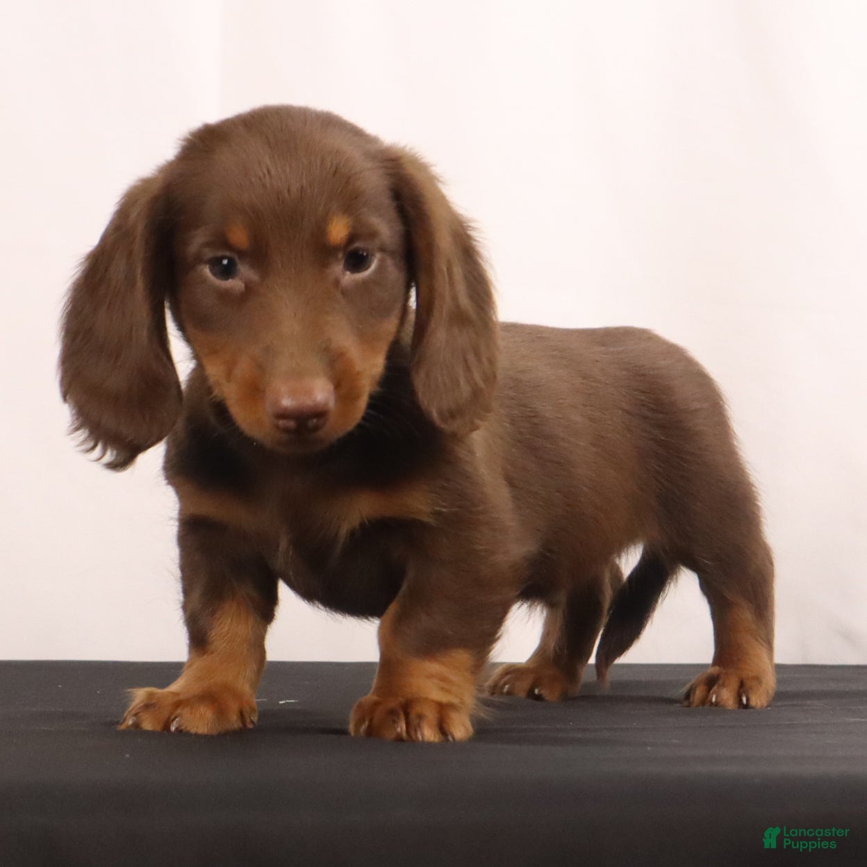 Dachshund dogs Hank  - Ad 2