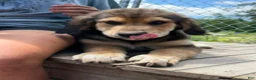 Mixed Breed dogs for sale: Sir Barks - Ad 4