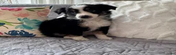 Miniature Australian Shepherd dogs for sale: Miniature Australian Shepherd Puppy 2 - Ad 9