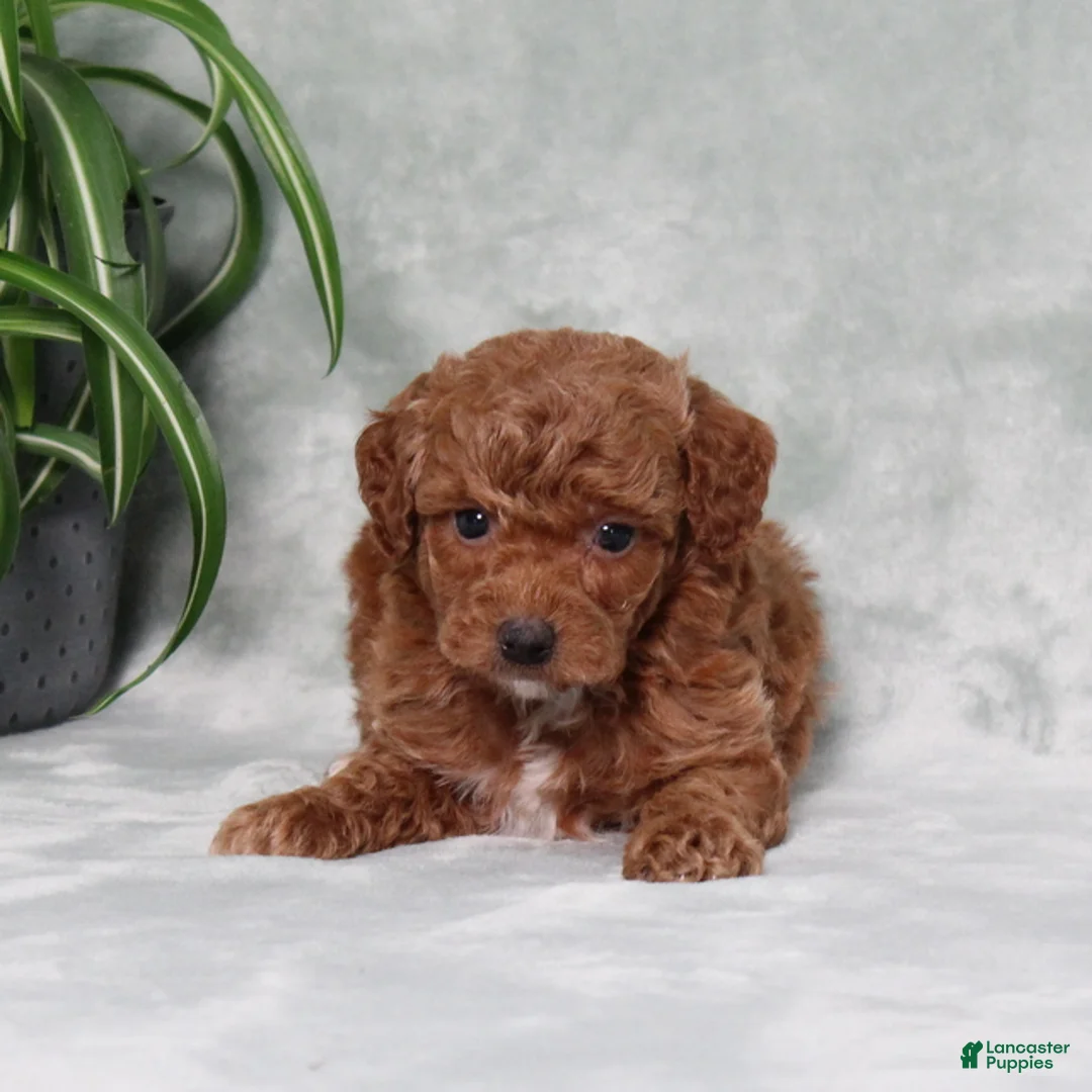 Miniature Poodle dogs for sale: Zprinkles - Ad 5