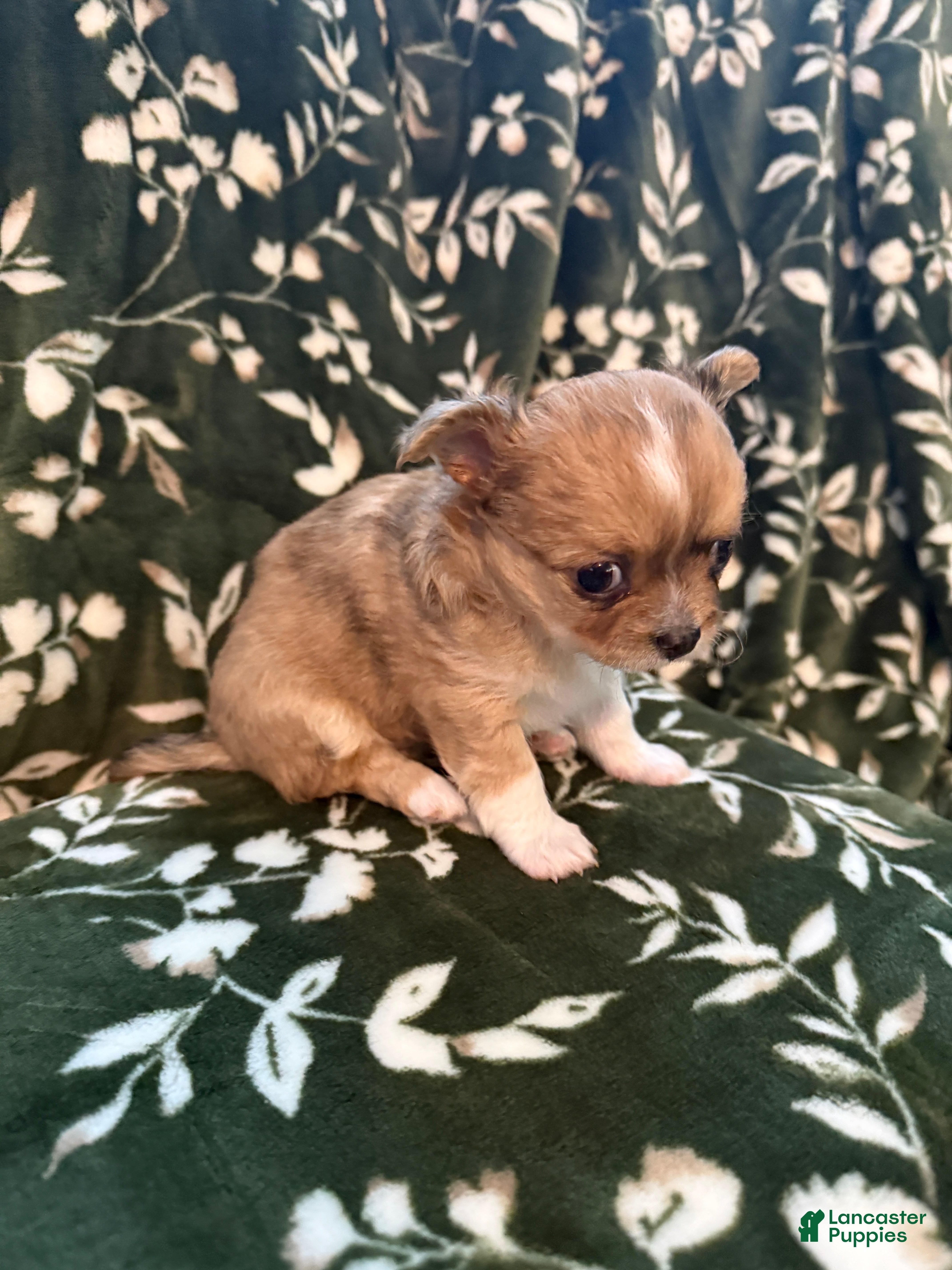 Chihuahua dogs for sale: Chihuahua 4 - Ad 3