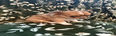 Chihuahua 4