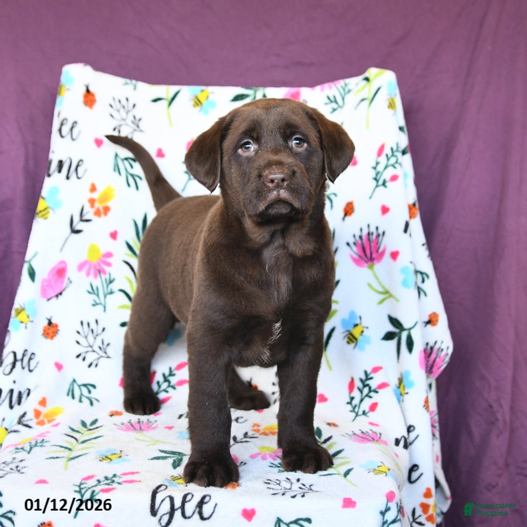 Labrador Retriever dogs for sale: Precious - Ad 1
