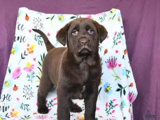 Labrador Retriever dogs Precious - Ad 40