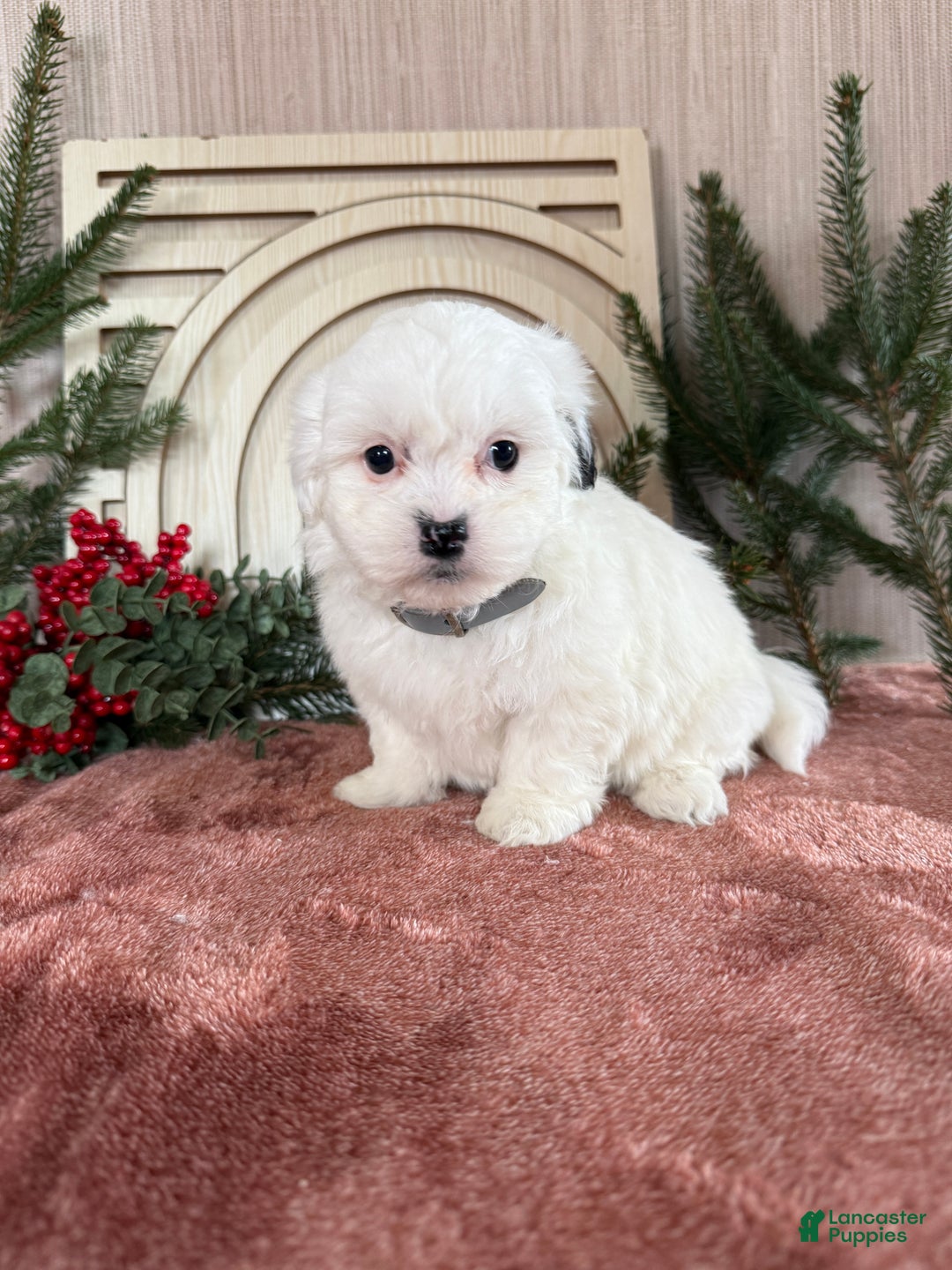 Teddy Bear dogs for sale: Snowy - Ad 5