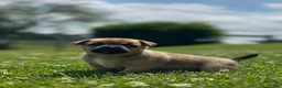 Jug dogs for sale: Zezé - Ad 1