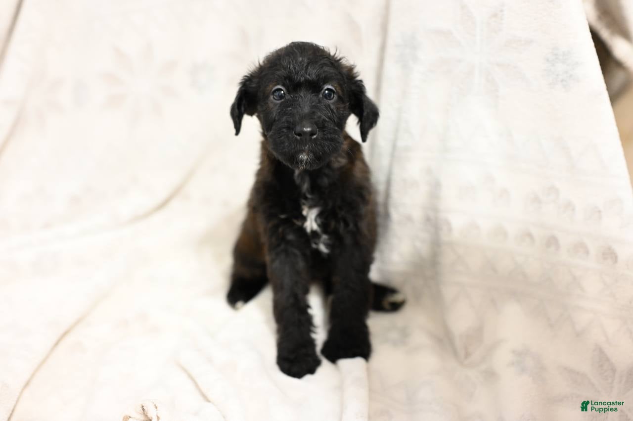 Mixed Breed dogs Ivy - Ad 6