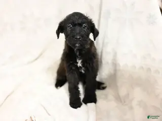 Mixed Breed dogs Ivy - Ad 6