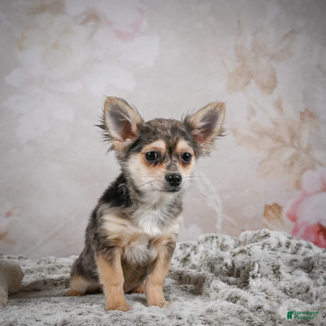Chihuahua dogs for sale: Geronimo - Ad 8