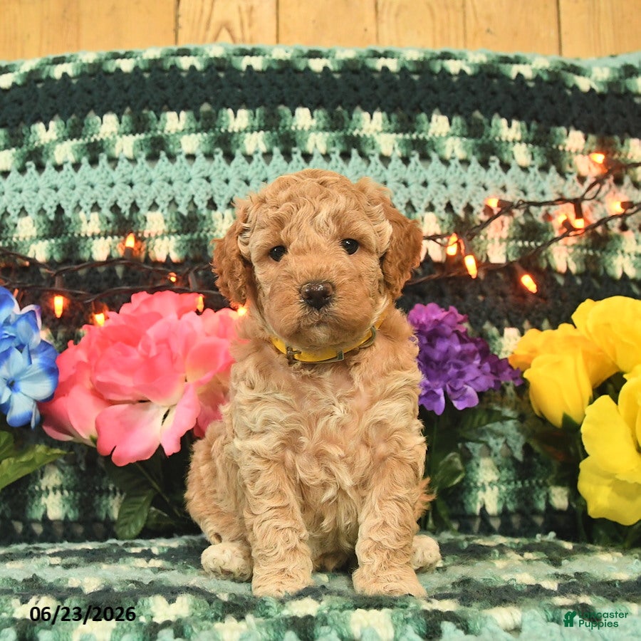 Mini Goldendoodle dogs Goldilocks  - Ad 1