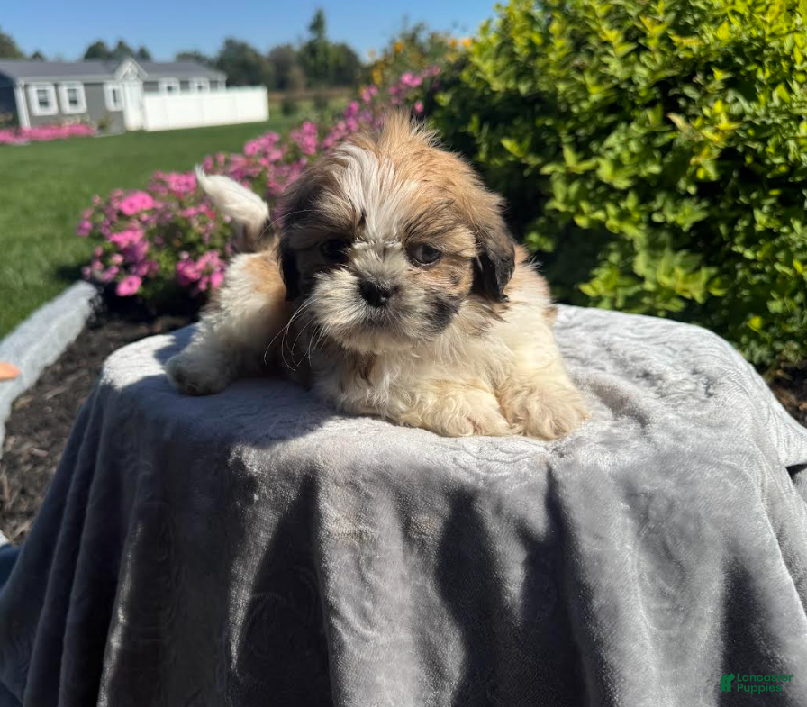 Shih Tzu dogs Mikey - Ad 1
