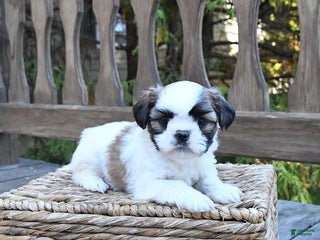 Shih Tzu dogs - Ad 15