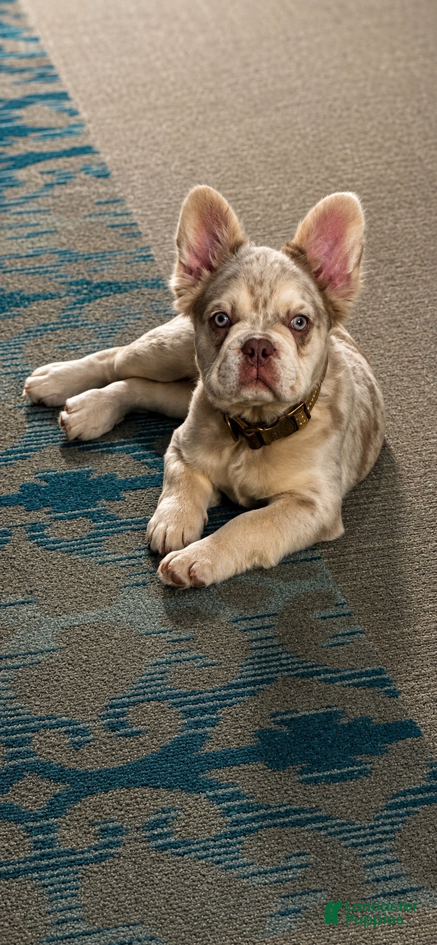 French Bulldog dogs Lokii - Ad 15