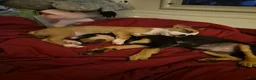 Mixed Breed dogs for sale: Benelli - Ad 11