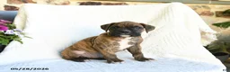 Boxer dogs for sale: Ronny - Ad 3