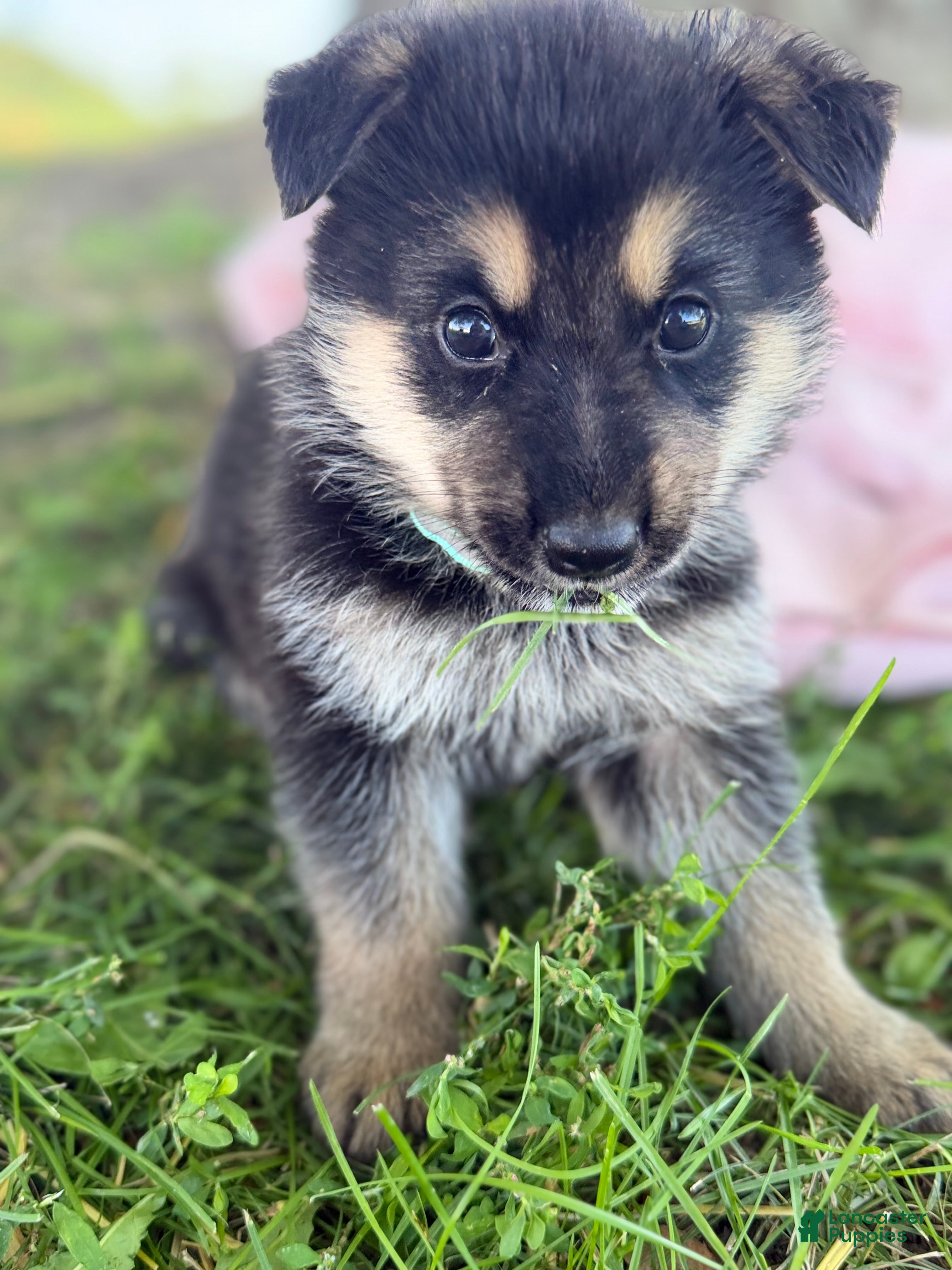 German Shepherd dogs for sale: Piney - Ad 3