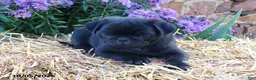 Pug dogs for sale: Blackie - Ad 4