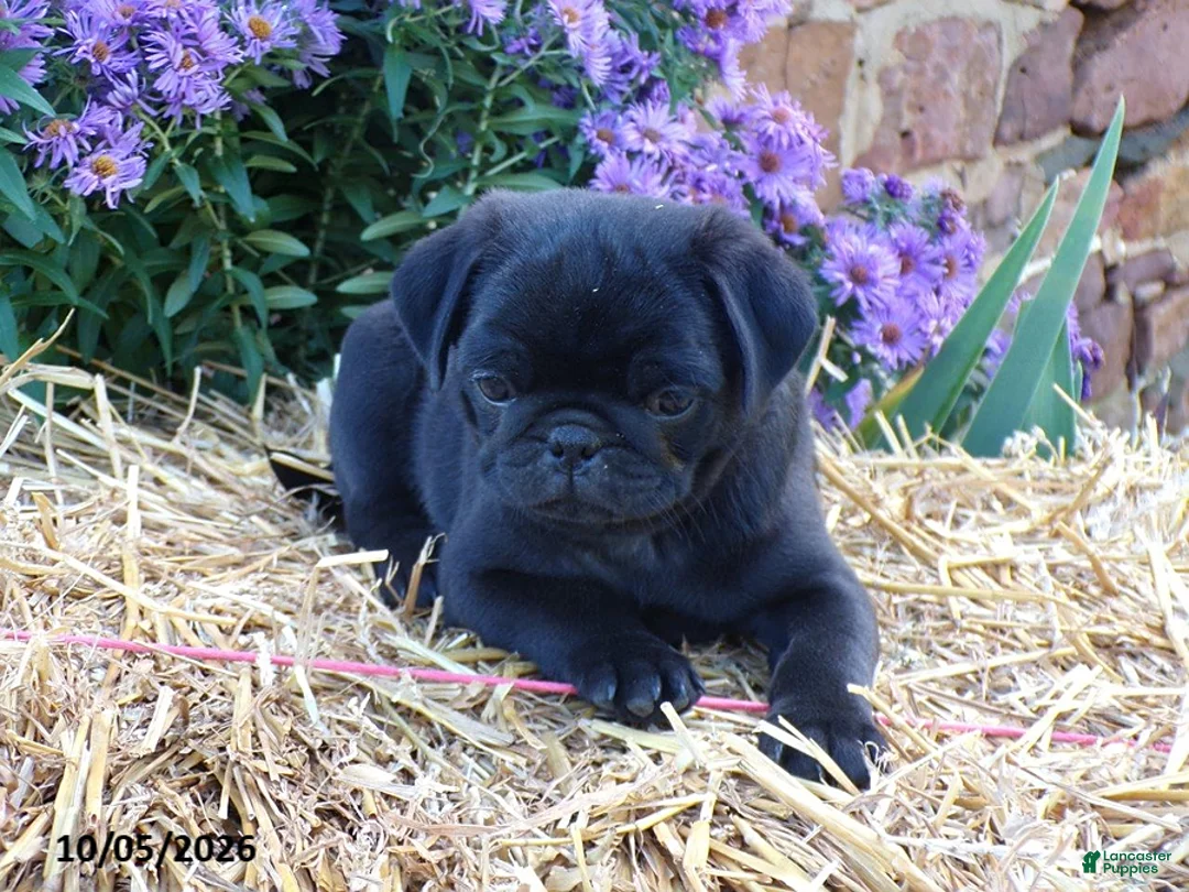 Pug dogs for sale: Blackie - Ad 4