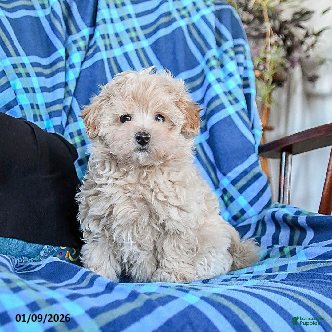 Maltipoo dogs for sale: Toffee - Ad 3