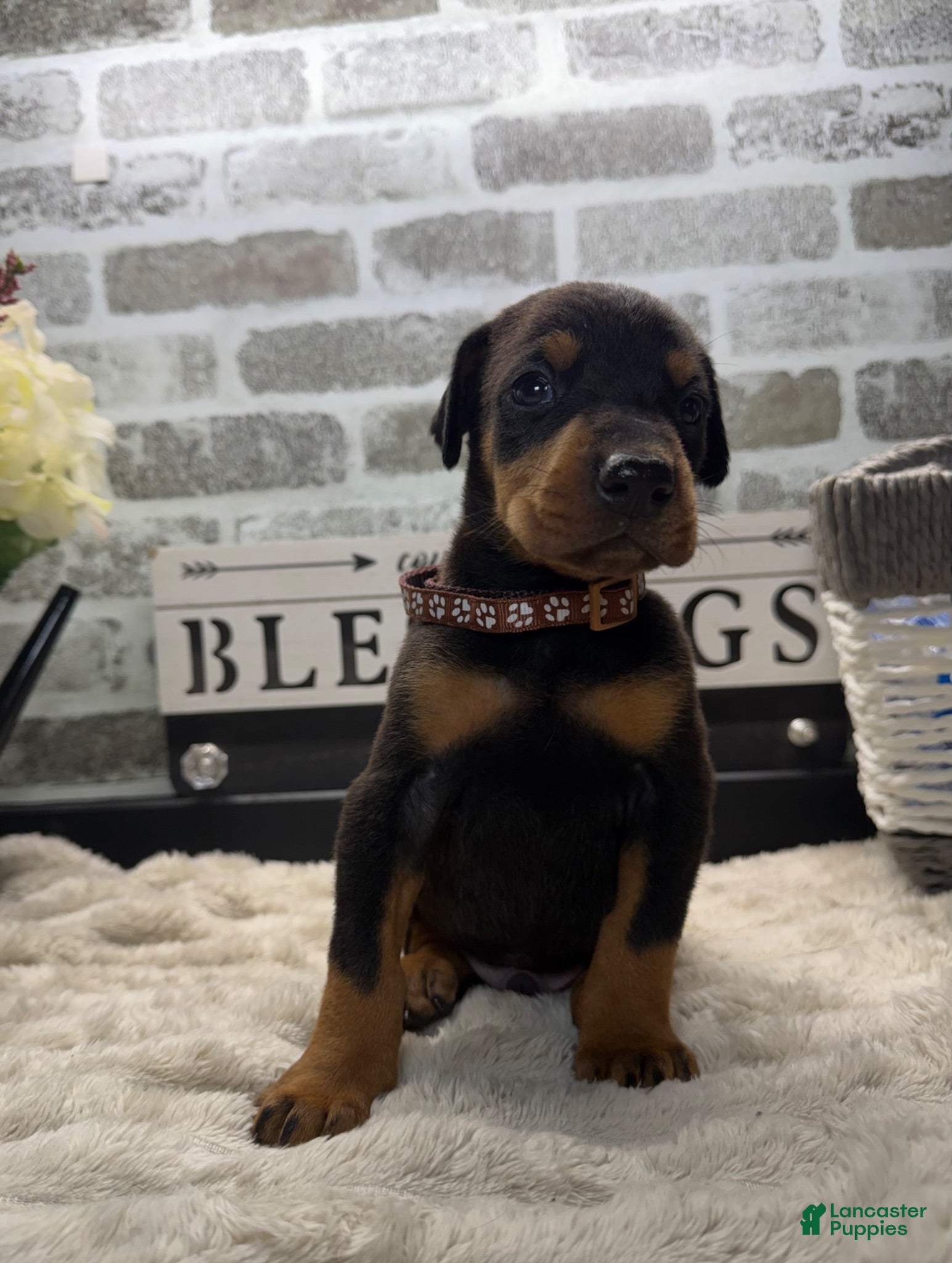 Doberman Pinscher dogs Doberman Pinscher Puppy 2 - Ad 34