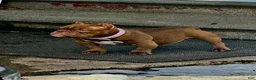 American Bully dogs for sale: American Bully Puppy 1 - Ad 2