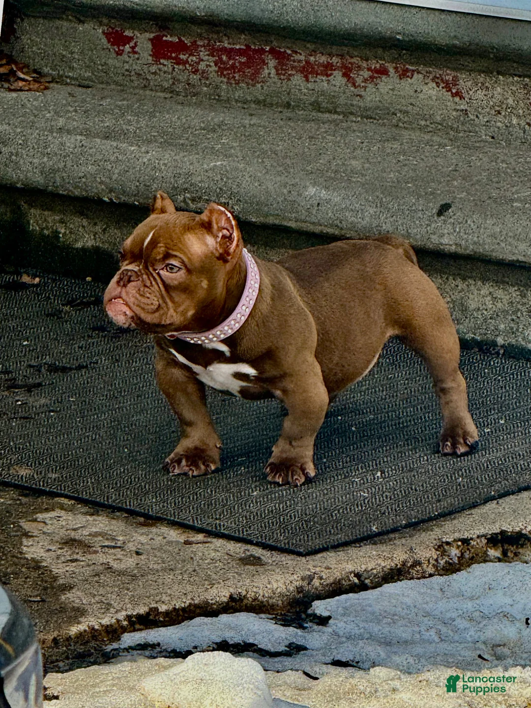 American Bully dogs for sale: American Bully Puppy 1 - Ad 2
